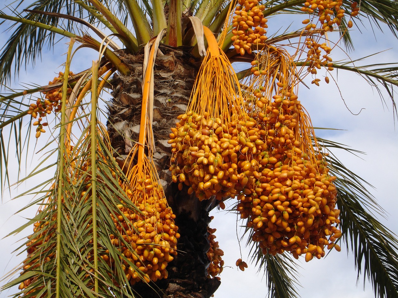 Arabian Dates Delicacy